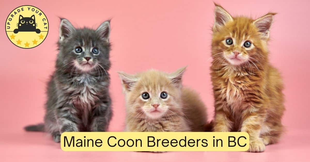 Maine Coon Breeders in BC
