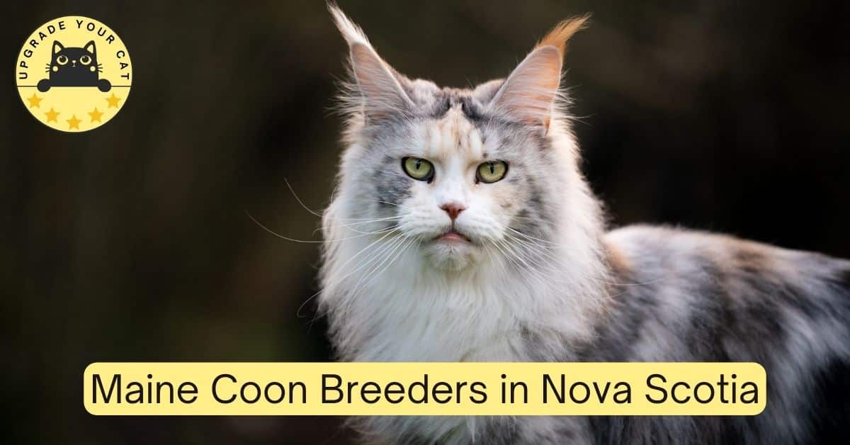 Maine Coon Breeders in Nova Scotia