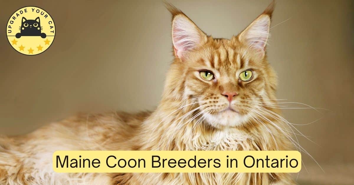 Maine Coon Breeders in Ontario