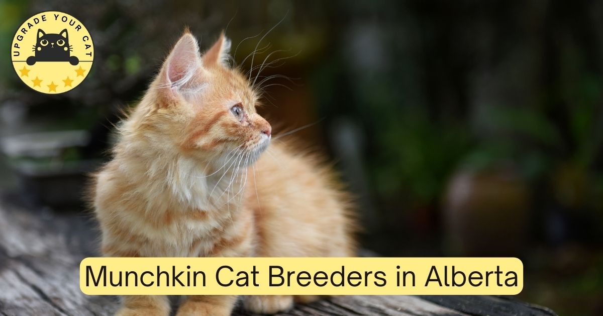 Munchkin Cat Breeders in Alberta