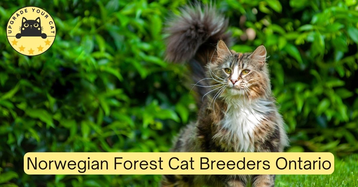 Norwegian Forest Cat Breeders Ontario