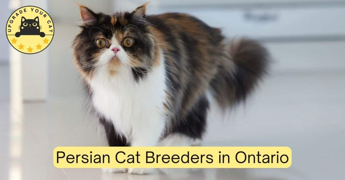 Persian Cat Breeders in Ontario