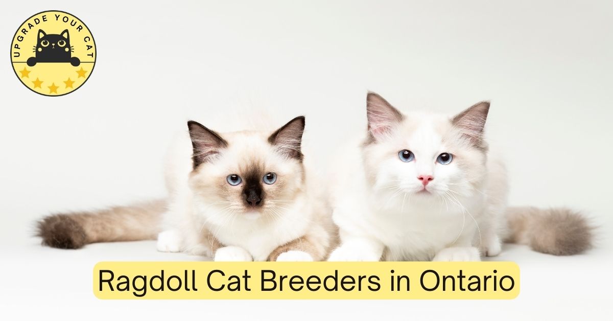 Ragdoll Cat Breeders in Ontario
