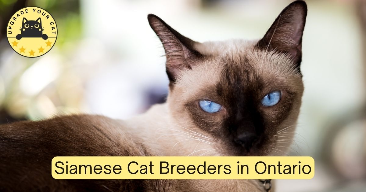 Siamese Cat Breeders in Ontario