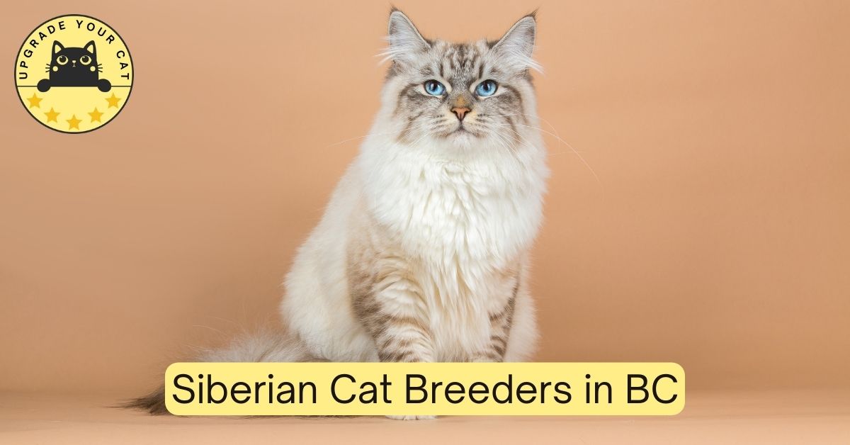 Siberian Cat Breeders in BC