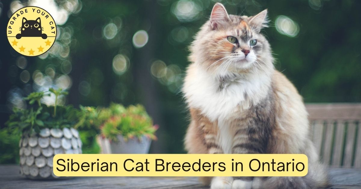 Siberian Cat Breeders in Ontario