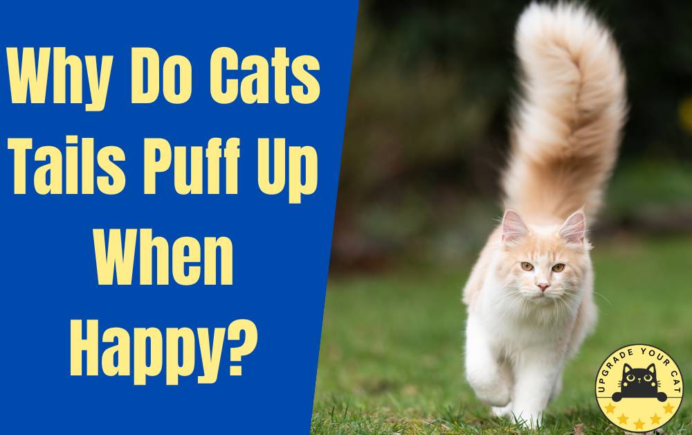 Cats Tails Puff Up