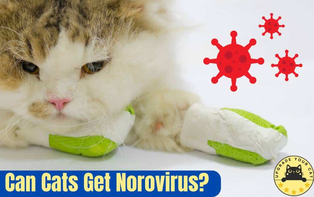 Cats Get Norovirus