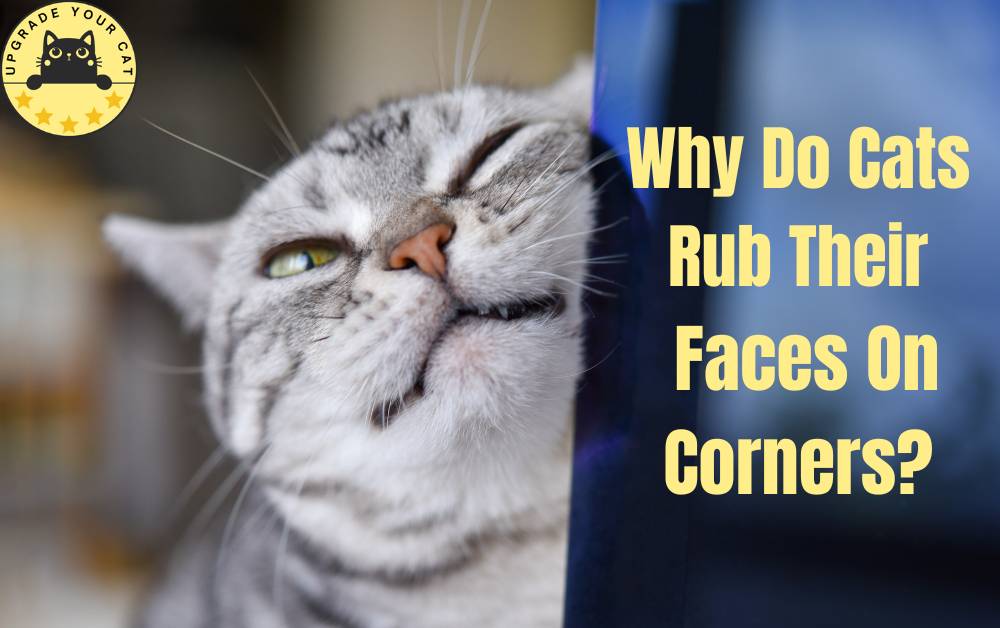 Why cars rub their face on things?
