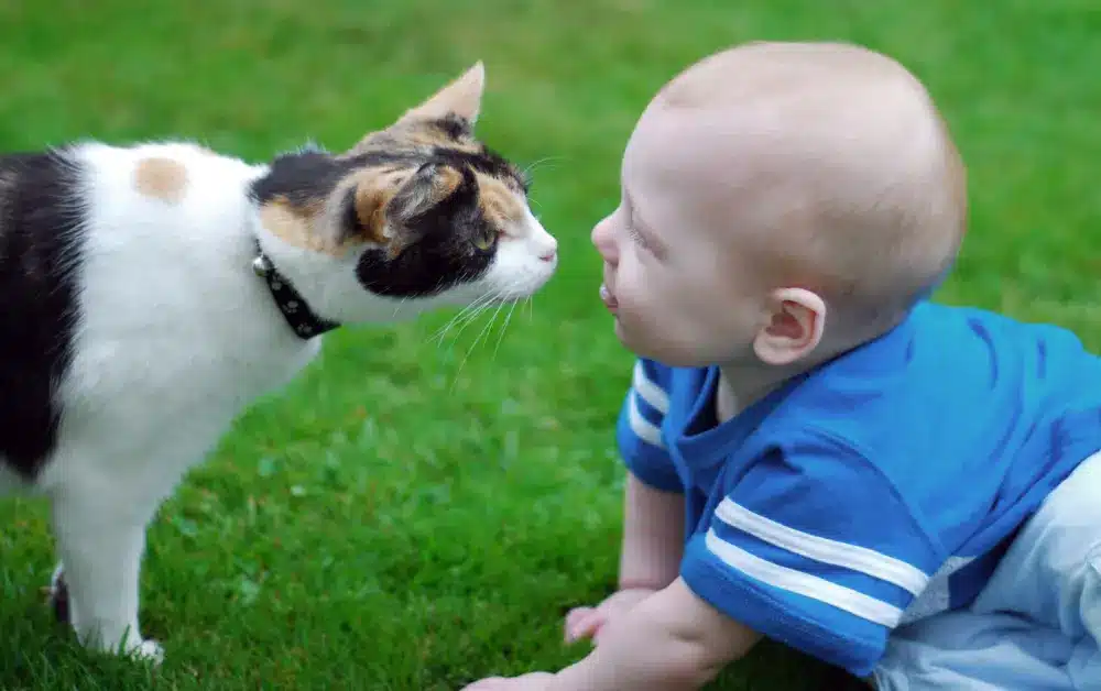 How do cats react to newborn babies