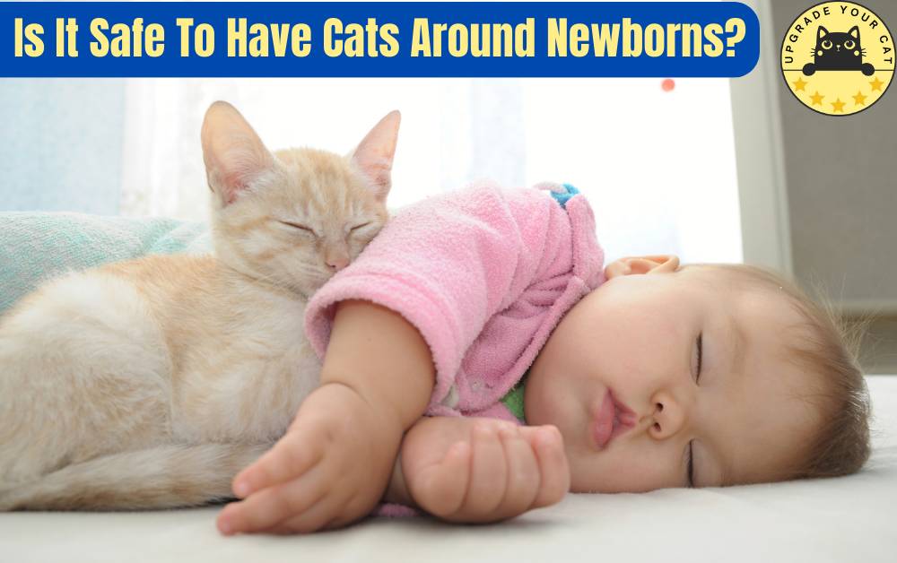 Is It Safe To Have Cats Around Newborns