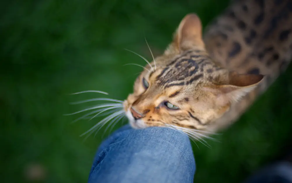 cat seeking attention.