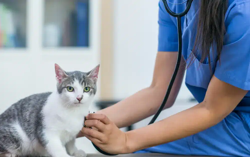 cat diagnosing