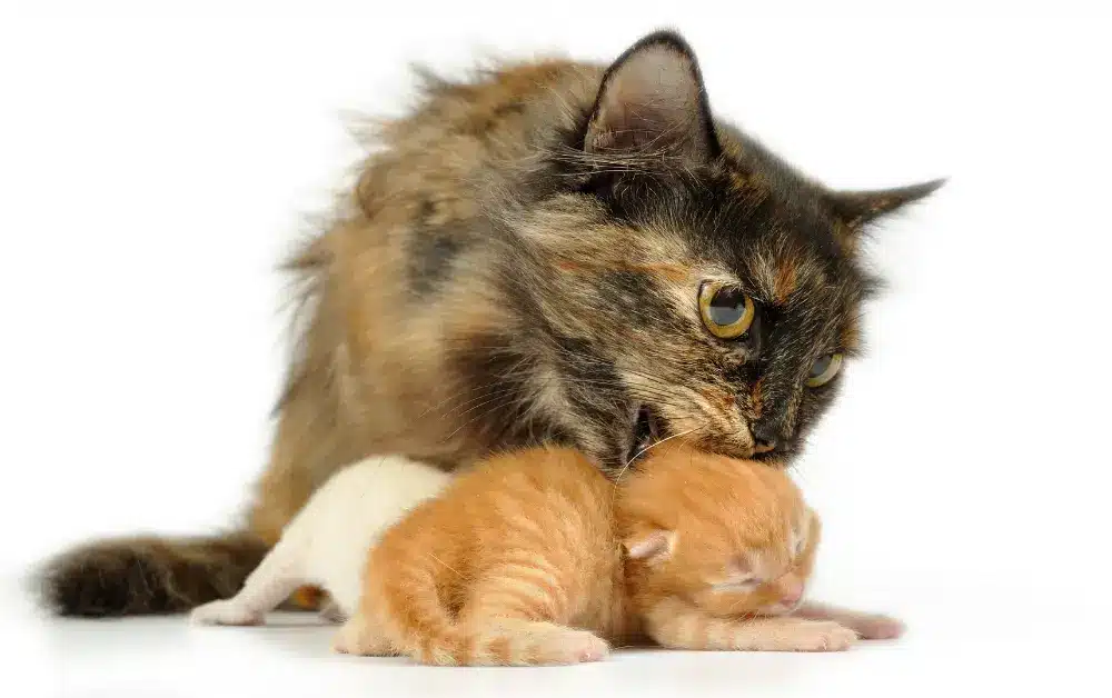 Unexperienced Mom Cat