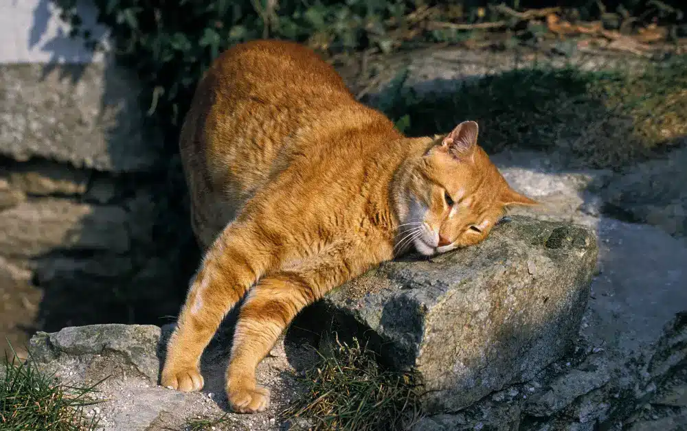 cat rubbing its face