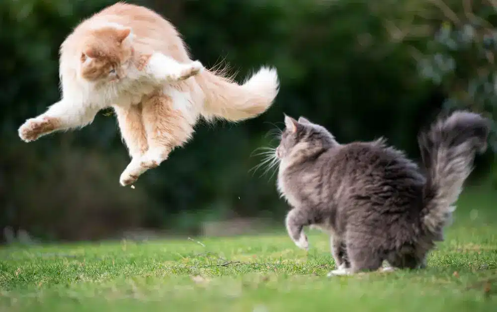 cats playing