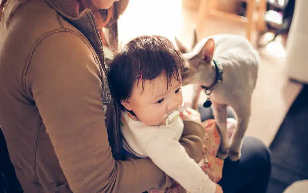 How to introduce cats and babies