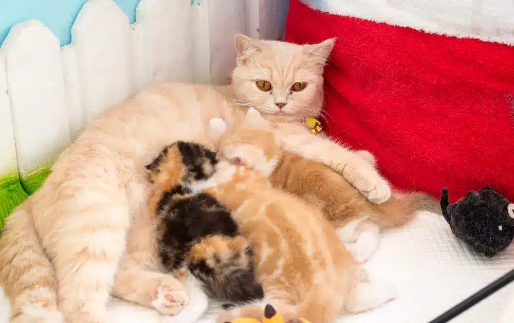 Train The Kitten For Weaning