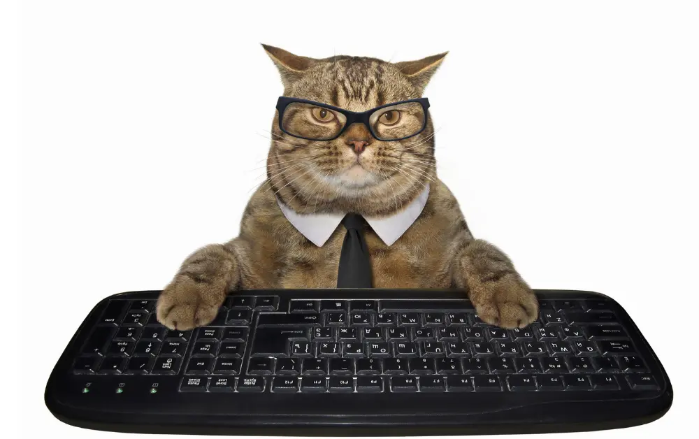 cat love laptop and keyboard