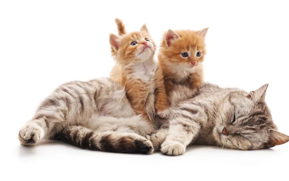 ill mom cat with kittens 