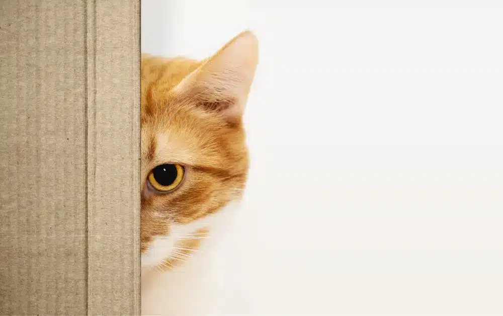 cat hiding