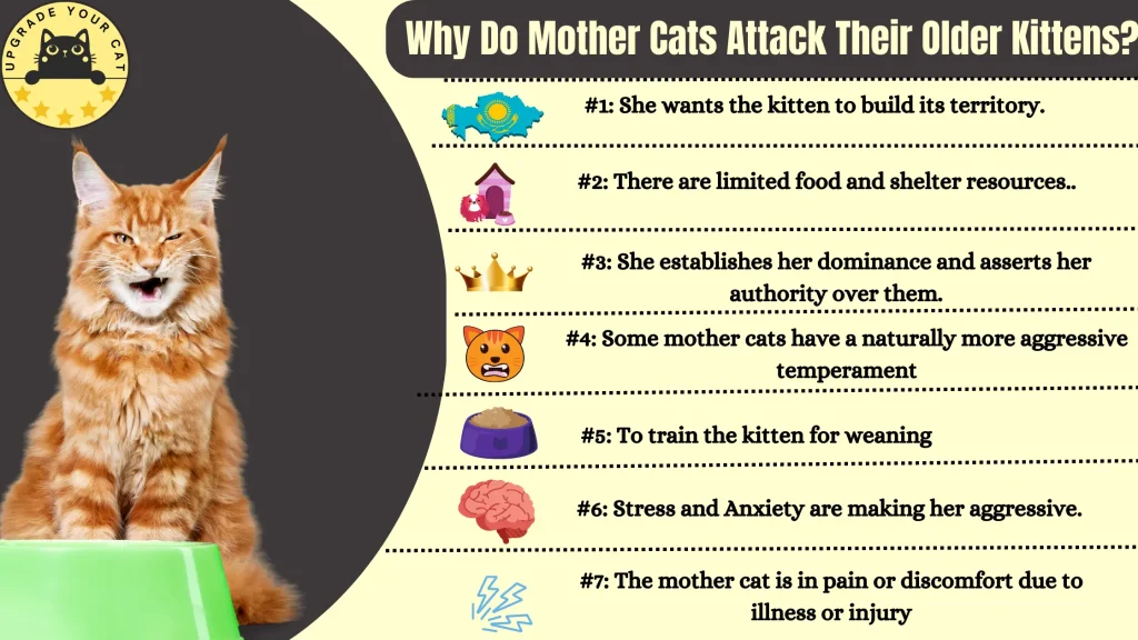 Why Do Mother Cats Attack Their Older Kittens?