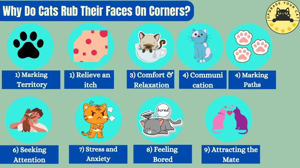 Why Do Cats Rub Their Faces On Corners