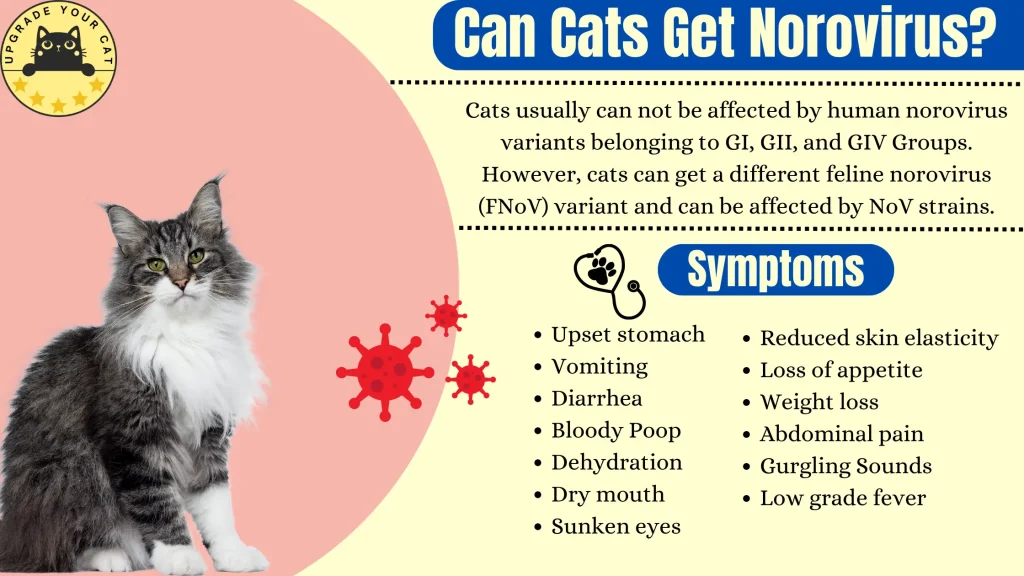 Can Cats Get Norovirus