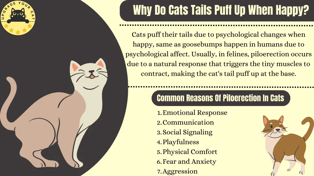 Why Do Cats Tails Puff Up When Happy