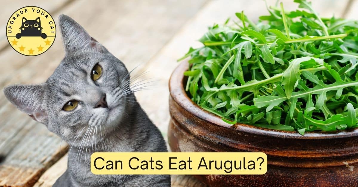 Can Cats Eat Arugula