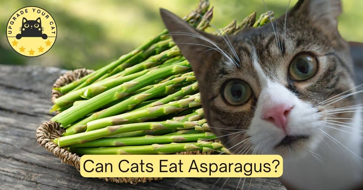 Can Cats Eat Asparagus