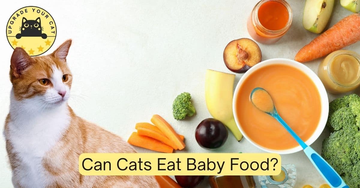 Can Cats Eat Baby Food