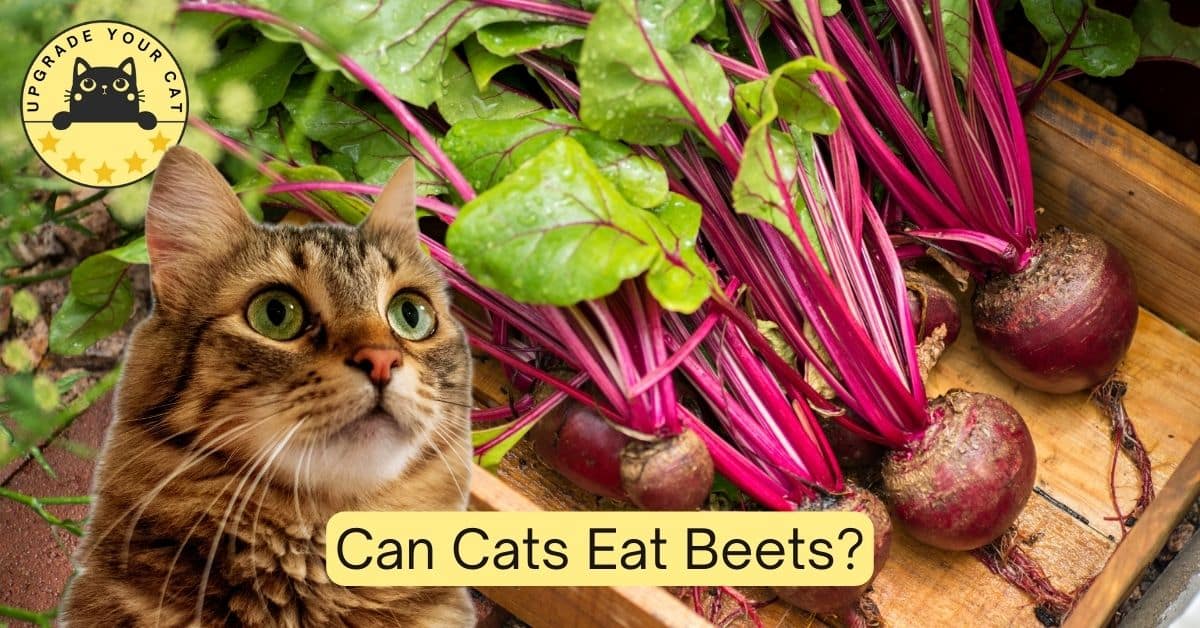 Can Cats Eat Beets