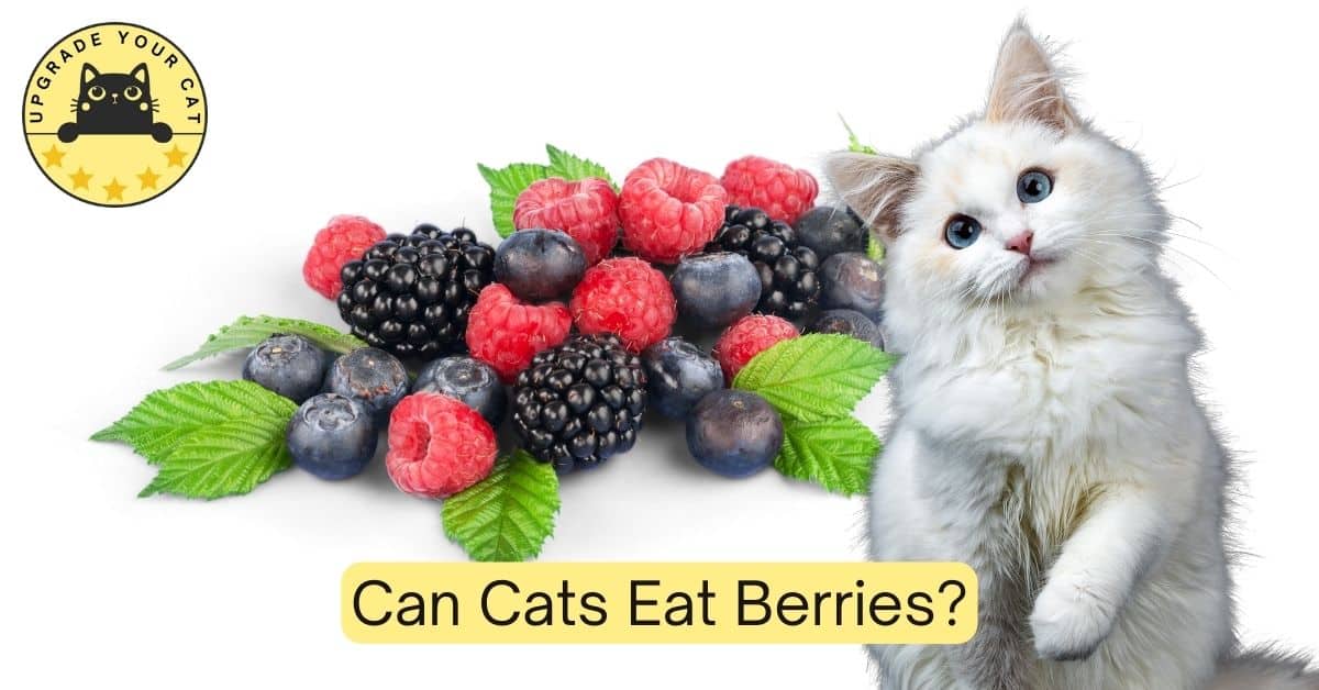 Can Cats Eat Berries