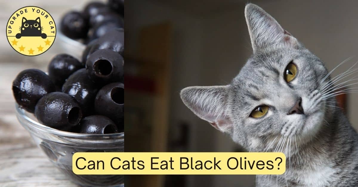 Can Cats Eat Black Olives