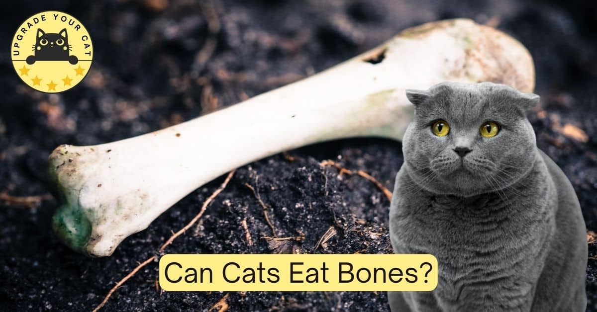 Can Cats Eat Bones