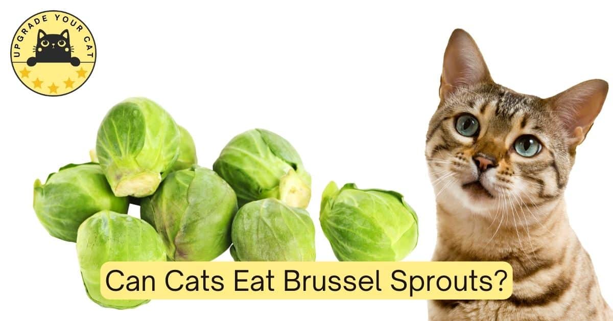 Can Cats Eat Brussel Sprouts