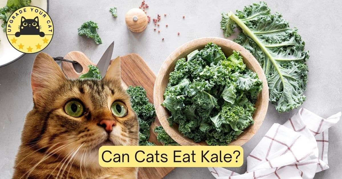 Can Cats Eat Kale