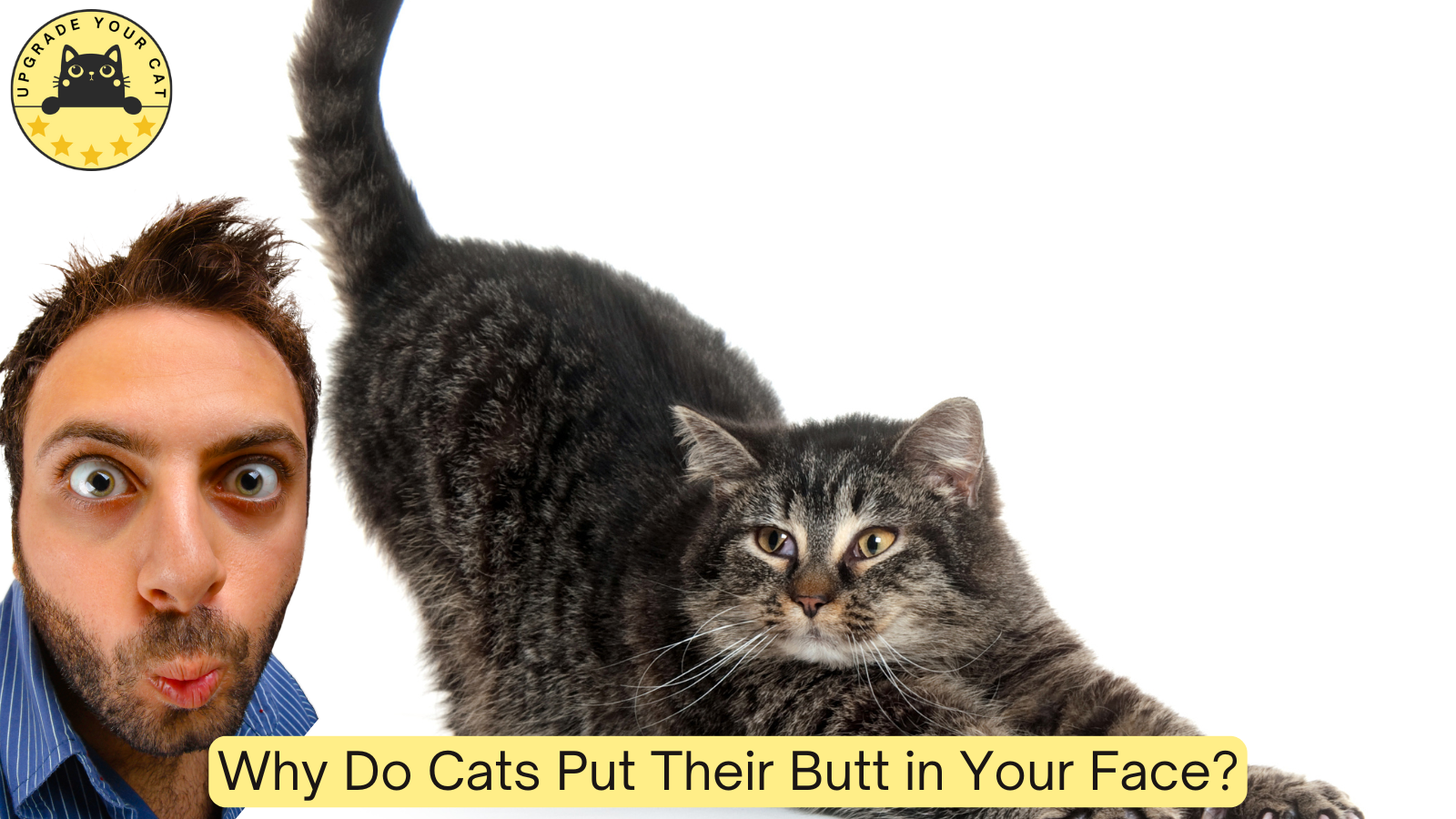 Why Do Cats Put Their Butt in Your Face